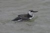 Guillemot at Southend Pier (Steve Arlow) (47785 bytes)